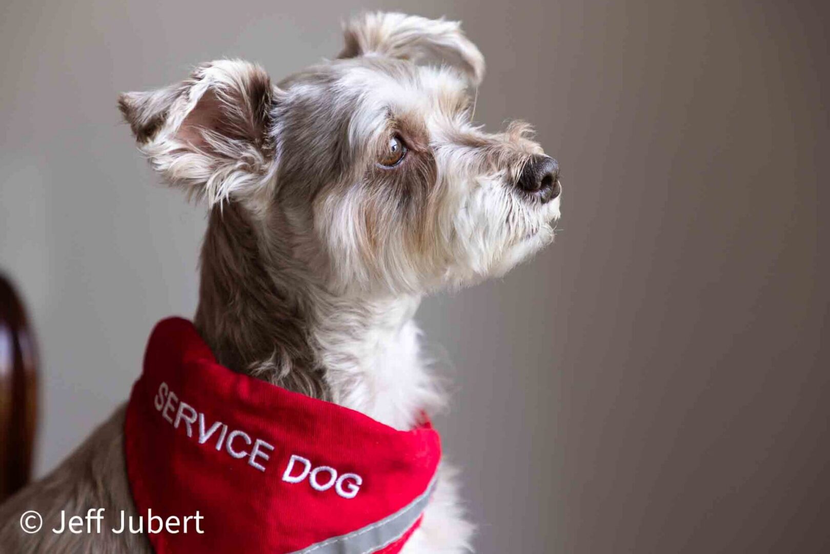 Ana Service dog