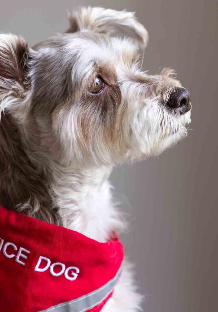 Ana Service dog