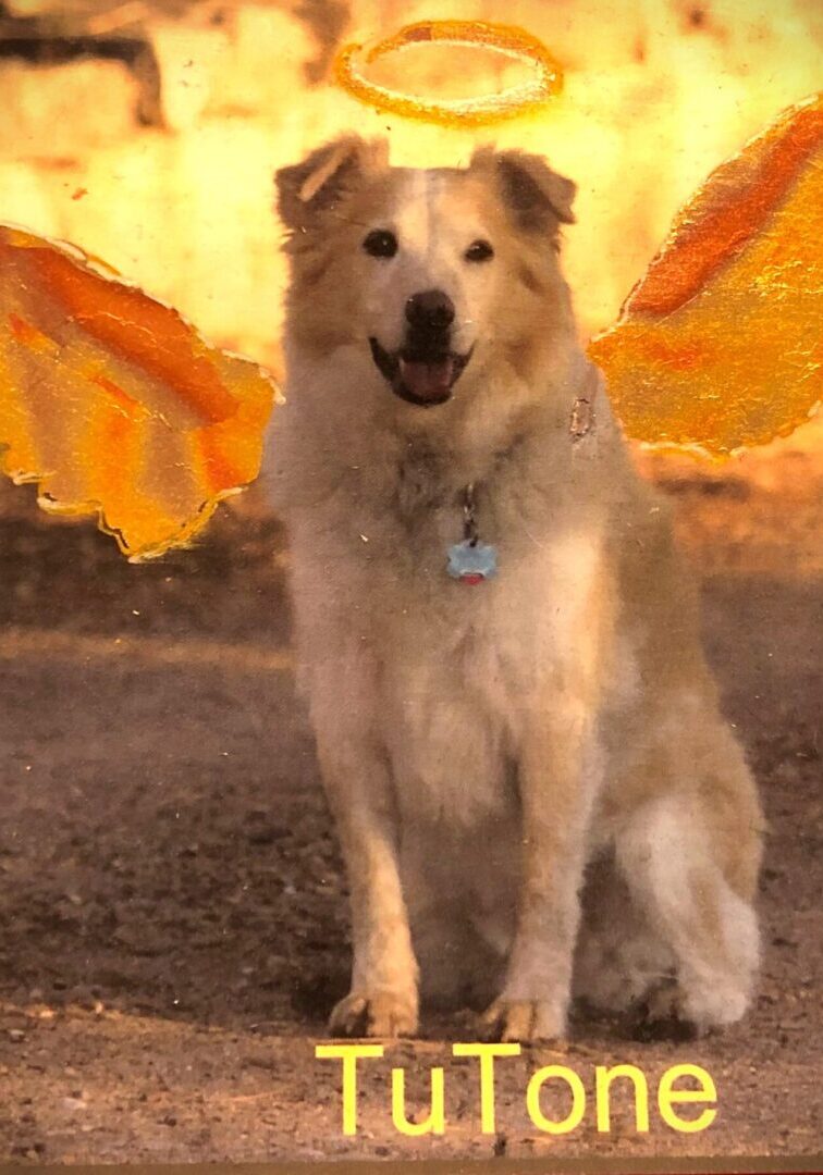 Tutone as Angel